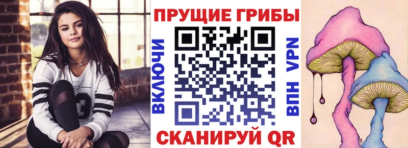 Купить где  Будённовск  Псилоцибиновые грибы Cubensis 
